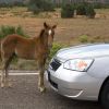 Comment réduire vos chevaux fiscaux en 3 étapes faciles ?