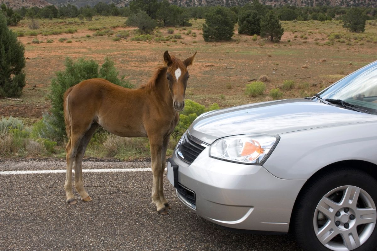 Comment réduire vos chevaux fiscaux en 3 étapes faciles ?