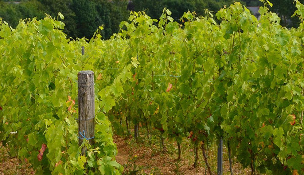 Le groupement foncier viticole