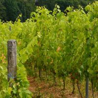 Le groupement foncier viticole