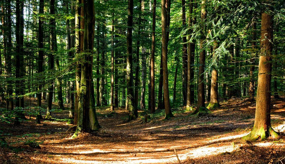 L’investissement en groupement forestier