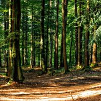 L’investissement en groupement forestier