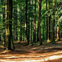 L’investissement en groupement forestier