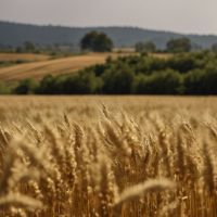 Investir dans les matières premières